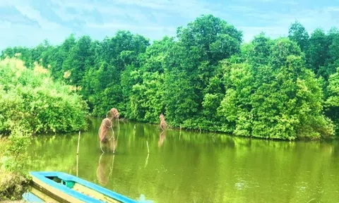 Cà Mau: Canh tác xen ghép tôm trong rừng ngập mặn nâng cao thu nhập cho người dân