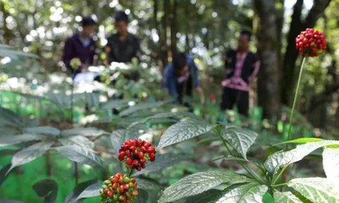 Lai Châu: Phát triển sâm theo mô hình chế biến sâu