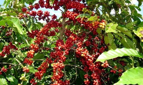 Giá cà phê ngày 05/3: Giá cà phê trong nước giảm nhẹ, dao động từ 47.500 - 48.000 đồng/kg