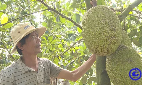 Tiền Giang: Người dân phấn khởi vì trái cây tiếp tục tăng giá