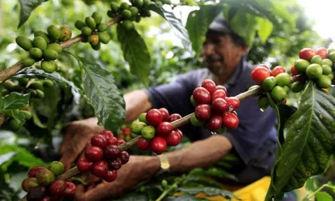 Giá cà phê ngày 06/3: Chuyên gia dự báo giá cà phê thế giới tuần này khó tăng