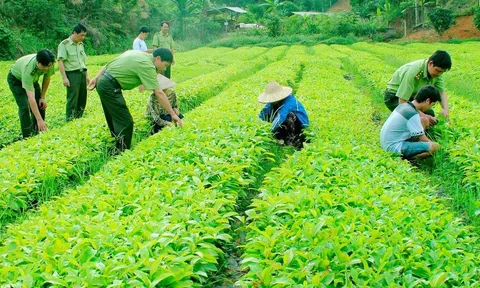 Những yêu cầu chung về quản lý chất lượng giống cây trồng lâm nghiệp
