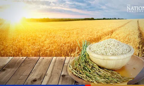 Vụ lúa Đông Xuân vào thời điểm thu hoạch rộ, thị trường lúa gạo đầu tuần sôi động