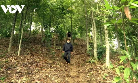 Quảng Nam: Trồng rừng gỗ lớn ở huyện Nông Sơn - "làn gió mới" trong phát triển kinh tế