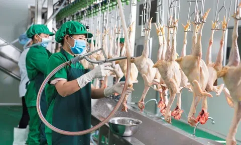 Hà Nội tăng cường quản lý, kiểm soát các cơ sở giết mổ động vật