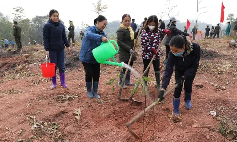 Bắc Giang: Trồng hơn 1,1 nghìn ha rừng và hàng trăm nghìn cây phân tán