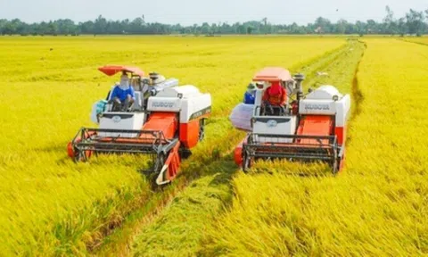 Giá lúa gạo hôm nay tăng nhẹ, doanh nghiệp thu mua nhiều hơn