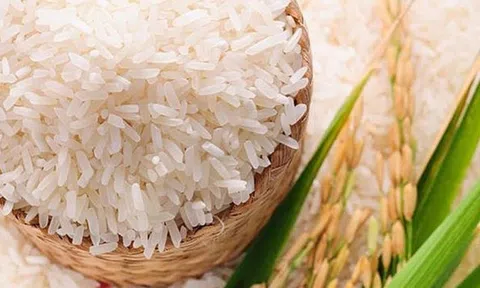 Thị trường lúa gạo hôm nay: Giá lúa gạo giảm nhẹ, giao dịch lúa chậm lại