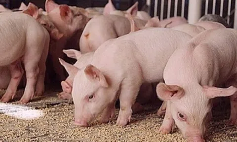 Giá heo hơi hôm nay giảm nhẹ trên cả 3 miền