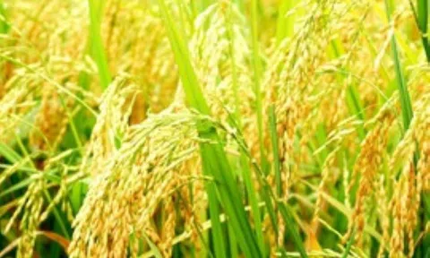 Giá lúa gạo tăng nhẹ, thị trường xuất khẩu ổn định do các nước tăng cường dự trữ lương thực
