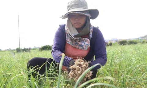 Quảng Ngãi: Nông dân Lý Sơn khóc ròng vì tỏi mất mùa