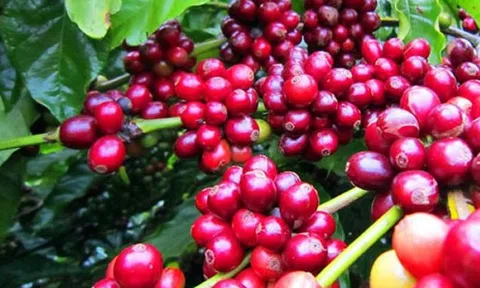 Giá cà phê ngày 11/3: Giá cà phê trong nước tăng nhẹ, dao động từ 47.700 - 48.200 đồng/kg