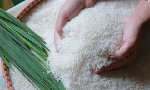 Giá lúa ổn định phiên cuối tuần, giá gạo tăng nhẹ