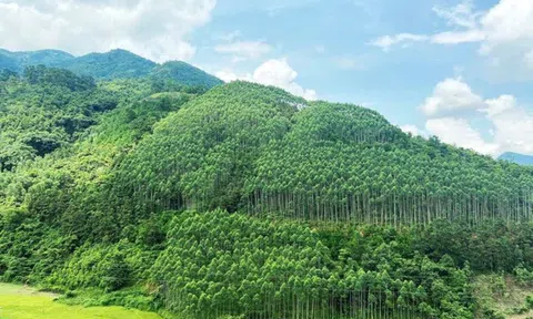 Thanh Hóa công bố hiện trạng rừng năm 2022