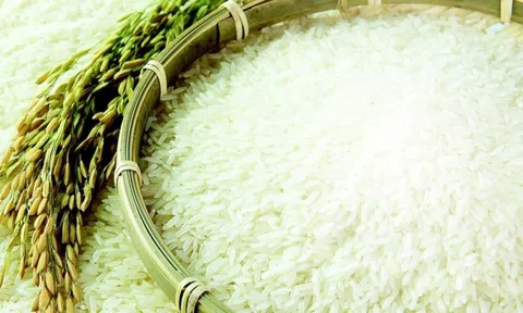 Giá lúa gạo hôm nay nhích nhẹ, lúa mới giao dịch nhiều hơn