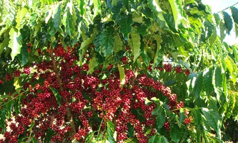 Giá cà phê ngày 15/3: Giá cà phê trong nước giảm nhẹ ở một số vùng trọng điểm