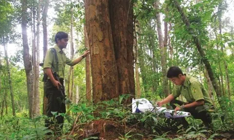 Sơn La công bố hiện trạng rừng năm 2022