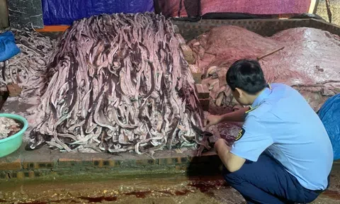 Hưng Yên: Tiêu huỷ 1,6 tấn da trâu tươi không đảm bảo vệ sinh an toàn thực phẩm