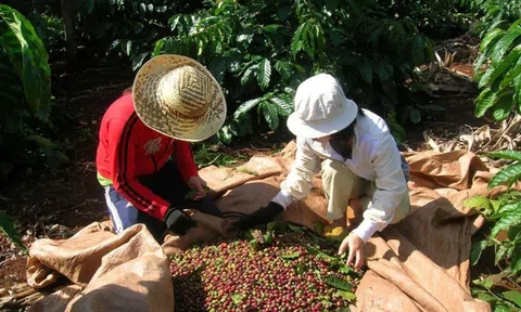 Giá cà phê ngày 16/3: Giá cà phê trong nước ổn định, thị trường thế giới tiếp tục giảm