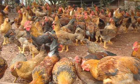 Phú Yên: Tăng cường công tác phòng, chống cúm gia cầm lây sang người