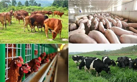 Đề xuất giảm thuế nhập khẩu nguyên liệu chế biến thức ăn chăn nuôi xuống 0%