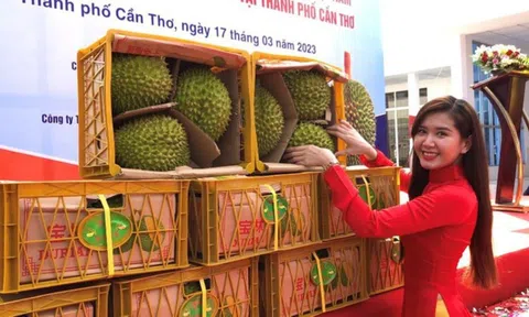 Cần Thơ xuất khẩu chính ngạch 18,5 tấn sầu riêng đầu tiên sang Trung Quốc