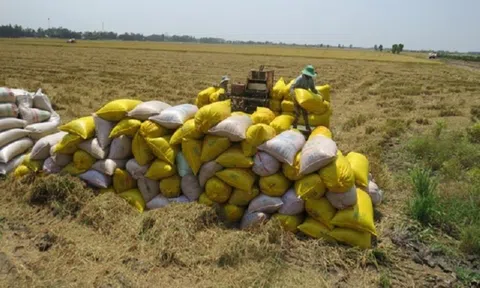 Giá lúa gạo ổn định, nhiều khách Trung Quốc tìm mua gạo ST25