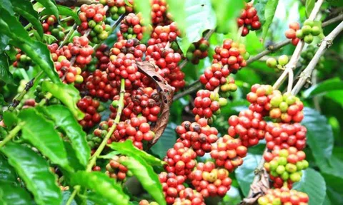 Giá cà phê ngày 22/3: Giá cà phê trong nước và thế giới cùng tăng