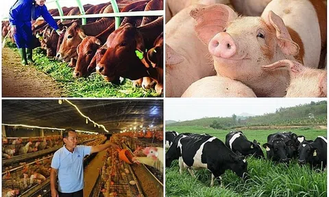 Phát triển kinh tế tuần hoàn trong ngành chăn nuôi góp phần tăng trưởng xanh