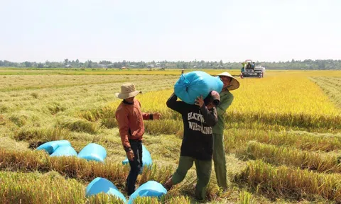 Giá lúa gạo tăng nhẹ, xuất khẩu gạo được dự báo sôi động hơn trong những tháng tới