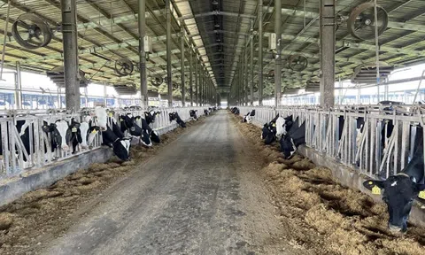 Phú Yên: Phạt hơn 500 triệu đồng một trang trại bò sữa do vi phạm môi trường