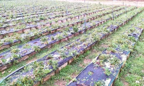 Lâm Đồng: Hơn 52ha cây trồng, rau màu bị ảnh hưởng do mưa đá