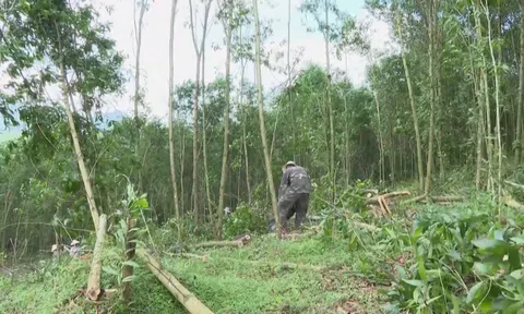 Quảng Ngãi: Nhiều rừng keo bị nấm bệnh cây chết hàng loạt