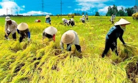 Giá lúa gạo hôm nay: Giá lúa gạo có xu hướng tăng trở lại