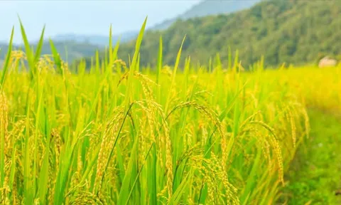Giá lúa gạo tăng nhẹ, giao dịch lúa mới sôi động