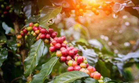 Giá cà phê trong nước và thế giới cùng tăng mạnh