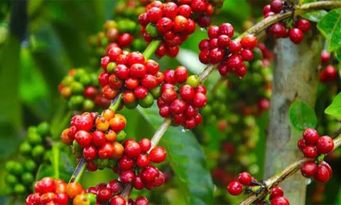 Giá cà phê ngày 04/4: Giá cà phê trong nước đi ngang, cao nhất 48.600 đồng/kg