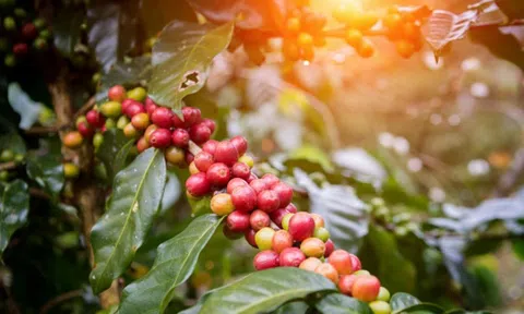 Giá cà phê ngày 07/4: Giá cà phê trong nước tăng cao, chạm mốc 50.000 đồng/kg