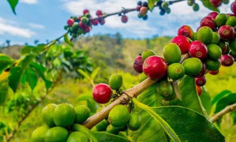 Giá cà phê ngày 08/4: Giá cà phê trong nước đảo chiều, giảm 400 đồng/kg