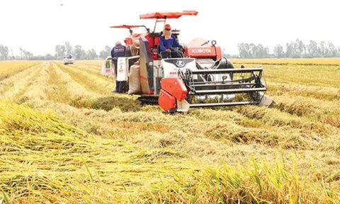 Giá lúa gạo hôm nay đồng loạt tăng, vào cuối vụ nguồn cung đang giảm dần