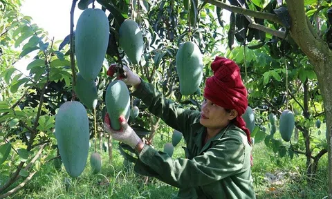 Sơn La: Tăng mã số vùng trồng, xây dựng thương hiệu sản phẩm nông sản phục vụ xuất khẩu