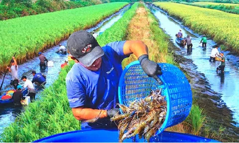 Hiệu quả từ mô hình sản xuất "lúa - tôm" ở Đồng bằng sông Cửu Long