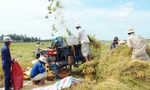Giá lúa gạo hôm nay giảm nhẹ, dự báo quý II xuất khẩu gạo tăng trưởng tích cực