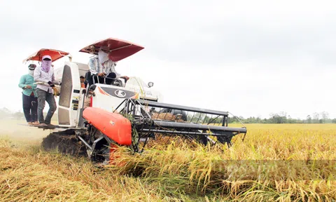 Giá lúa gạo hôm nay tiếp tục tăng nhẹ, thị trường lúa gạo sôi động