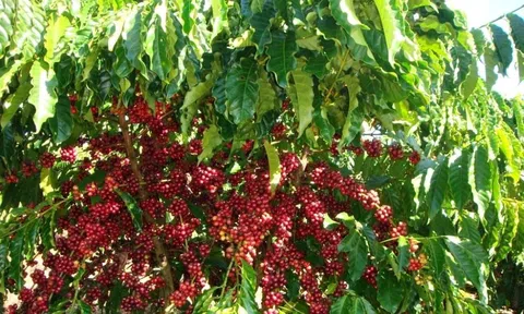 Giá cà phê ngày 17/4: Giá cà phê trong nước và thế giới đều tăng so với cùng kỳ tuần trước