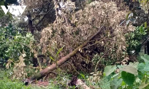 Tiền Giang: Khoảng 8.000 cây ăn quả có giá trị kinh tế cao bị thiệt hại nặng do mưa đầu mùa