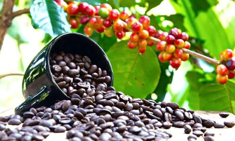 Giá cà phê ngày 19/4: Giá cà phê trong nước tăng nhẹ, cao nhất 50.800 đồng/kg