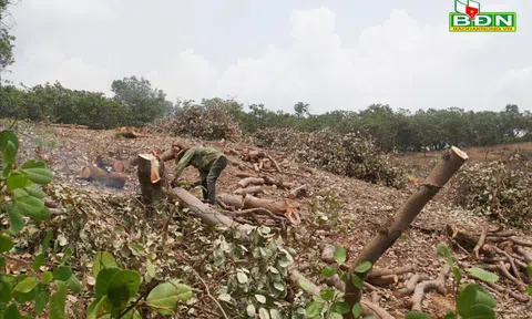 Điều liên tiếp mất mùa, người dân Đắk Nông ồ ạt chặt bỏ chuyển cây trồng mới