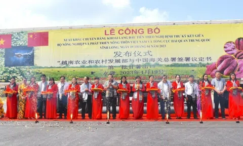 Xuất khẩu chính ngạch lô khoai lang đầu tiên sang Trung Quốc