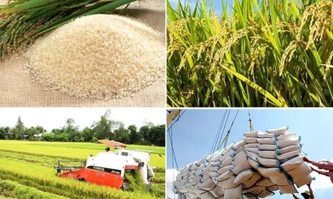 Giá lúa gạo ngày 20/4: Giá lúa tăng, giá gạo giảm nhẹ